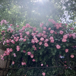 丝袜让男生❌了一夜网站
